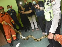 Dinas Damkarmat Kota Bekasi Evakuasi Ular dari Plafon hingga Kamar Kos