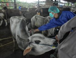 Hentikan Penularan PMK, Kementan Minta Pemerintah Daerah Anggarkan Dana Vaksinasi Massal