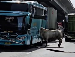 Sapi Mengamuk di Tol Jakarta-Cikampek, Hampir Bikin Kecelakaan