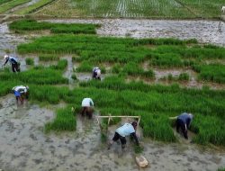 Pansus IV DPRD – Pemkab Bekasi Sepakati Luas Lahan untuk Raperda LP2B, Segini Datanya