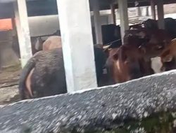 Warga Kampung Kebon Kopi Cikarang Keluhkan Bau Kotoran Sapi dari Rumah Pemotongan Hewan