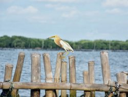 Pagar Laut di Desa Segarajaya Masih Ganggu Aktivitas Nelayan, Minta Gubernur Jabar Turun Tangan