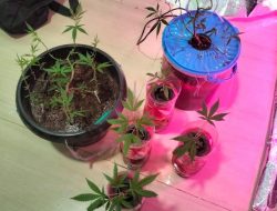 Tanam Ganja di Kamar Tidur, Mahasiswa Diamankan Polisi di Tambun Selatan