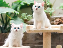 Pemilik Anabul Harus Tahu, Ini 5 Ciri-ciri Kucing Sedang Bahagia