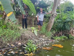 Ikan di Situ Rawa Binong Cikarang Mendadak Mati