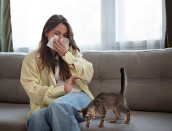 Alergi Bulu Kucing? Ini Gejala yang Muncul dan Cara Mengatasinya