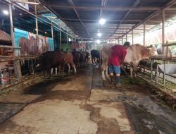 2.200 Ekor Sapi Masuk ke Kota Bekasi Jelang Iduladha