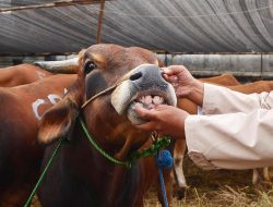 17.003 Hewan Kurban Diperiksa Jelang Iduladha di Kota Bekasi