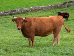 7 Tradisi Unik Perayaan Idul Adha di Berbagai Daerah Indonesia