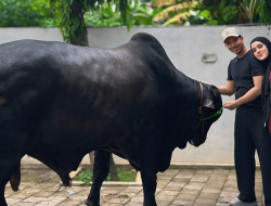 Kaki Fairuz A Rafiq Terinjak Sapi Kurban Jumbo Hadiah dari Raffi Ahmad Sampai Bengkak!
