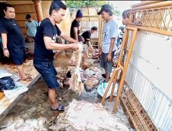 Pengepul Kulit Hewan di Cikarang Tuai Berkah Iduladha
