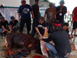 Wakil Wali Kota Bekasi Sembelih Hewan Kurban di Bekasi Timur