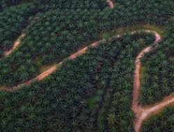 Kebun Agrinas