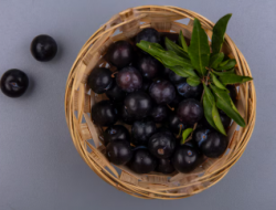 Bisa Redakan Batuk Pilek, Ini 5 Manfaat Buah Jamblang untuk Kesehatan yang Jarang Orang Tahu