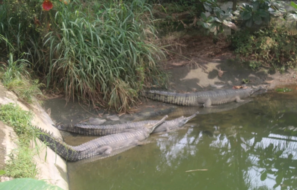 Kabar Buaya Lepas dari Penangkaran di Jatisampurna Hoaks