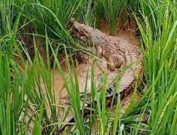 Warga Cikiwul Bantargebang Heboh Kemunculan Buaya di Sawah