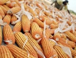 Transaksi Jagung