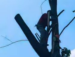 Membahayakan Pengendara, Pohon Rindang di Jalan Wibawa Mukti Dipangkas