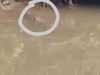 Disdamkarmat Buru Buaya 2,5 Meter di Kali Bekasi