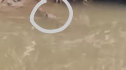 Disdamkarmat Buru Buaya 2,5 Meter di Kali Bekasi