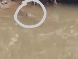 Disdamkarmat Buru Buaya 2,5 Meter di Kali Bekasi