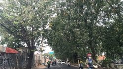 Warga Desak Pohon di Jalan Perjuangan “Dicukur”