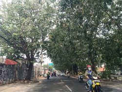 Warga Desak Pohon di Jalan Perjuangan “Dicukur”