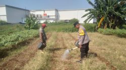 Bukan Cuma Keamanan, Bhabinkamtibmas Bojong Menteng Kini Urus Tanaman Jagung