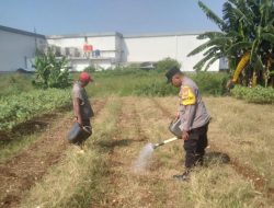 Bukan Cuma Keamanan, Bhabinkamtibmas Bojong Menteng Kini Urus Tanaman Jagung