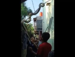 Ngeri! Ular Sanca Bersarang di Plafon Rumah Warga Margamulya