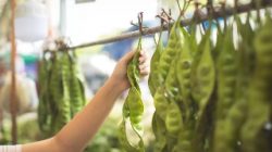 Harga Petai dan Jengkol Tembus Rp300 Ribu per Kg, Harga Daging Sapi Kalah