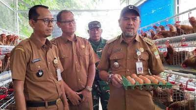Budidaya Ayam Petelur di Desa Serang  Cikarang Selatan Tunjukkan Hasil Menggembirakan