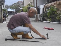 Mustikajaya dan Jatisampurna Rawan Ular Masuk Permukiman, Disdamkarmat Beri Tips Pencegahan