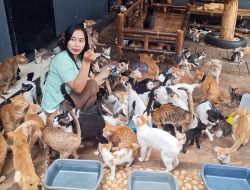 RSKJ Bekasi Selamatkan Puluhan Kucing Korban Kerusuhan di Jakarta