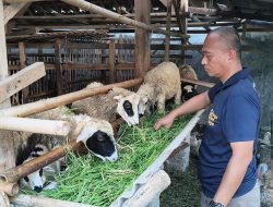 Aipda Oktaf Wujudkan Mimpi Kuliah Anak Warga lewat Ternak Kambing