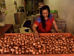Efek MBG, Harga Telur Ayam Tembus Rp29 Ribu Per Kg