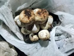 Puluhan Telur Ular Sanca Ditemukan di Jatiasih Kota Bekasi