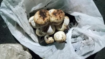 Puluhan Telur Ular Sanca Ditemukan di Jatiasih Kota Bekasi