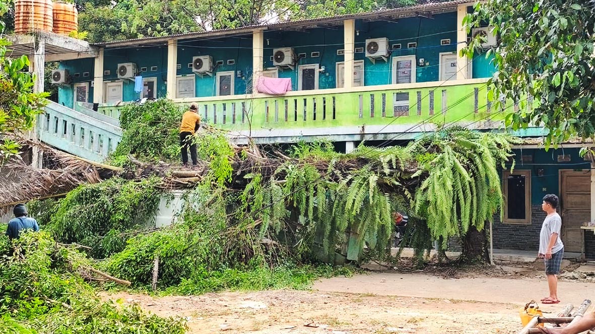 Pohon Besar Tumbang di TKP Pembunuhan Cibitung