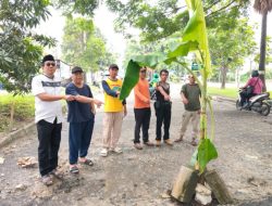 Warga Harapan Baru Tanam Pisang di Jalan Rusak, Dinas Langsung Turun Tangan