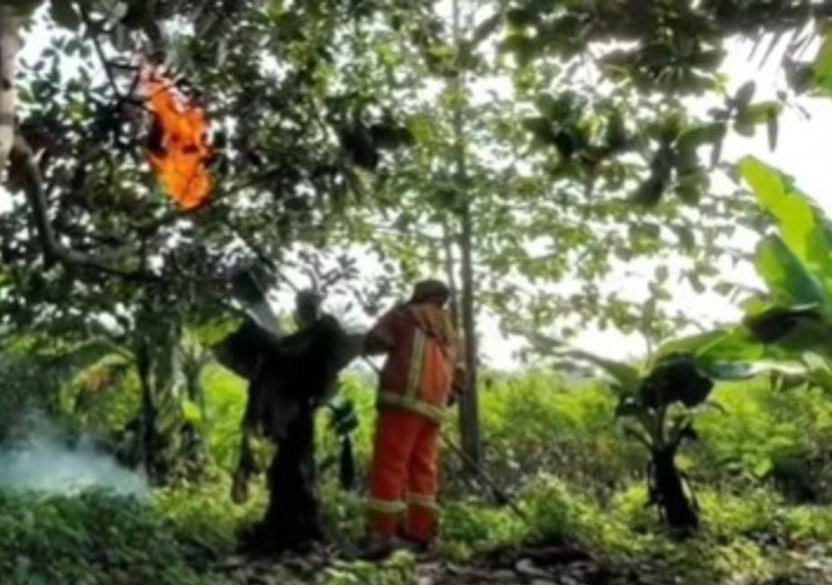 Bocah Enam Tahun Meninggal akibat Sengatan Tawon di Sukatenang Bekasi