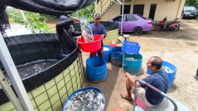 Peternakan Ikan Lele di Desa Ciledug Dijual Eceren hingga Pemasok MBG