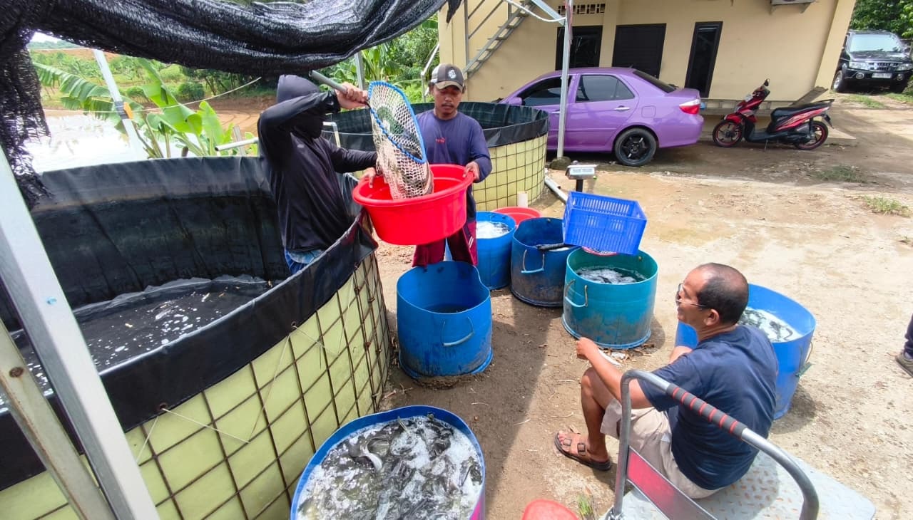 Peternakan Ikan Lele di Desa Ciledug Dijual Eceren hingga Pemasok MBG