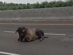 Dua Sapi Lepas di Tol Jakarta-Cikampek, Arus Lalin Sempat Kacau