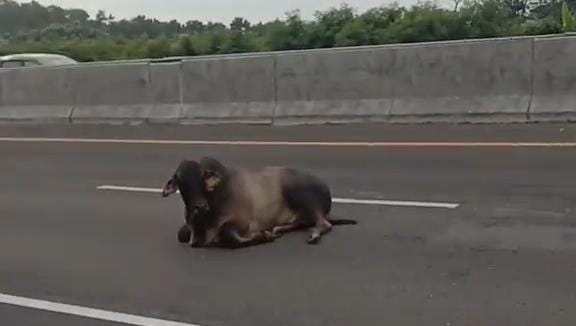 Dua Sapi Lepas di Tol Jakarta-Cikampek, Arus Lalin Sempat Kacau