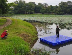 Bunga Teratai dan Lotus Bermekaran di Situ Ceper Serangbaru