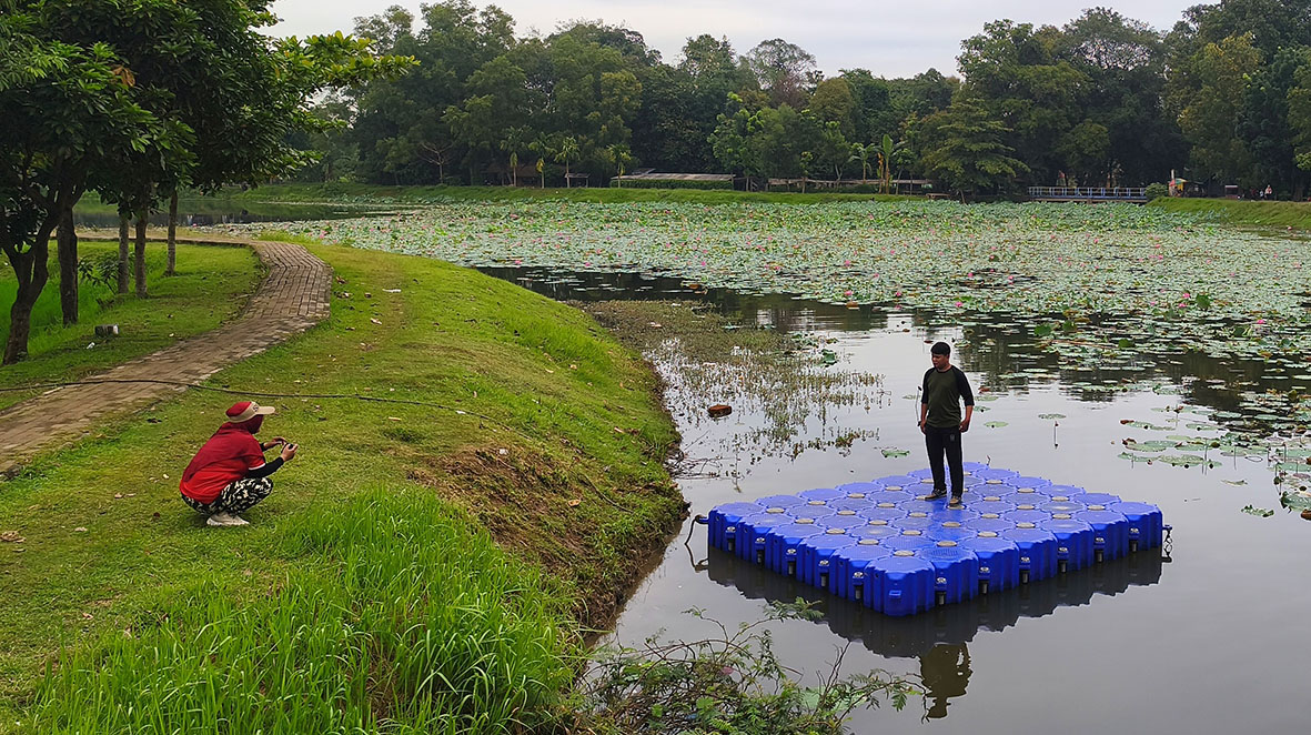 Bunga Teratai dan Lotus Bermekaran di Situ Ceper Serangbaru