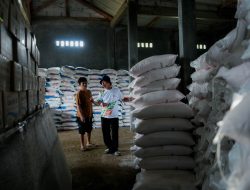 Petani di Jonggol “Happy” Harga Pupuk Turun 20 Persen: Apalagi Sekarang HET Padi Sudah Bagus