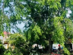 Pamor RW di Kelurahan Pejuang Petakan Titik Rawan Pohon Tumbang