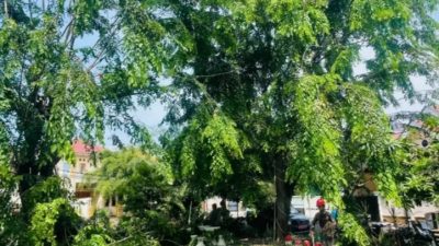 Pamor RW di Kelurahan Pejuang Petakan Titik Rawan Pohon Tumbang